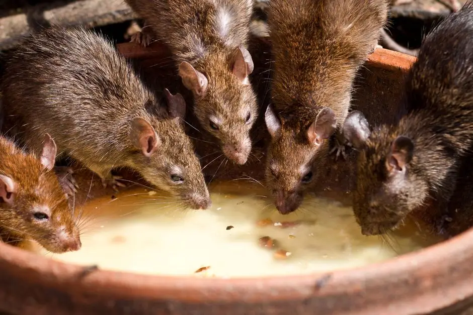 Rodent damage repair costs in Prescott: a detailed guide