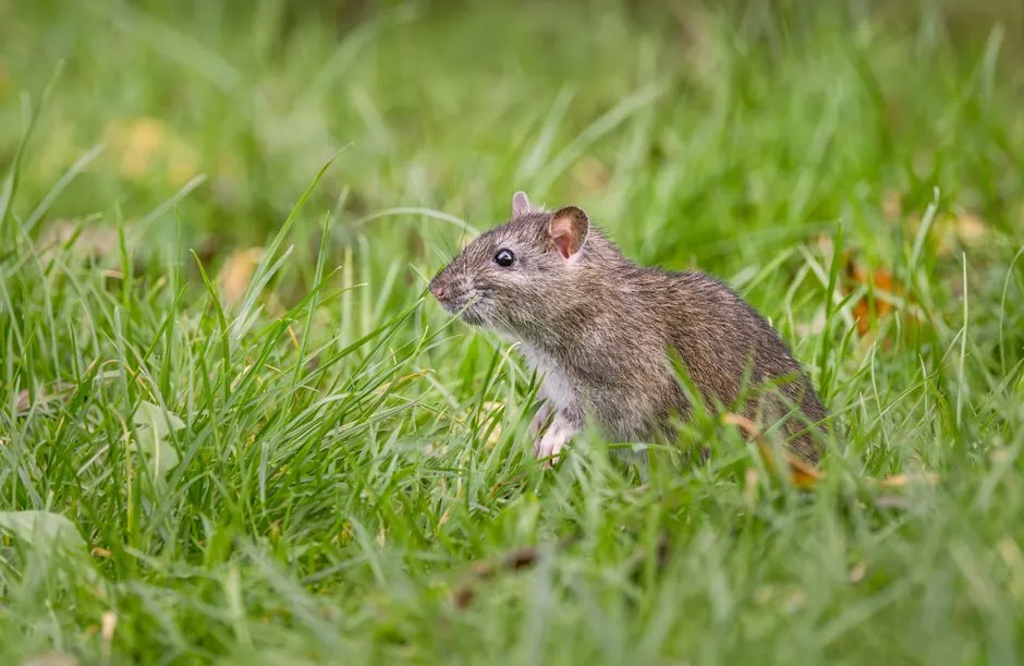 What to do if you find a dead rodent in your home