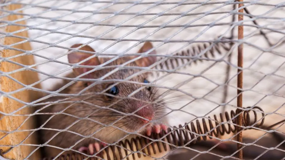 Prescott Rodent Control Pros serving Prescott, Arizona