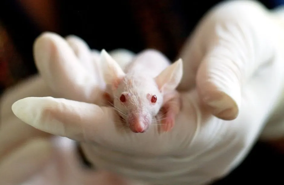Emergency Rodent Control Services